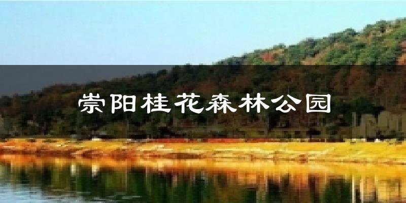 崇阳桂花森林公园气温